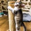 CHIRICO À ADOPTER EN DUO OU SEUL SI DÉJÀ UN CHAT PRÉSENT CHEZ VOUS