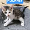 HOCKNEY À ADOPTER EN DUO OU SEUL SI DÉJÀ UN CHAT PRÉSENT CHEZ VOUS