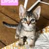 LIPSKA À ADOPTER EN DUO OU SEUL SI DÉJÀ UN CHAT PRÉSENT CHEZ VOUS