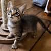 LIPSKA À ADOPTER EN DUO OU SEUL SI DÉJÀ UN CHAT PRÉSENT CHEZ VOUS