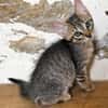 LIPSKA À ADOPTER EN DUO OU SEUL SI DÉJÀ UN CHAT PRÉSENT CHEZ VOUS