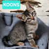 KOONS À ADOPTER EN DUO OU SEUL SI DÉJÀ UN CHAT PRÉSENT CHEZ VOUS