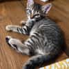 KOONS À ADOPTER EN DUO OU SEUL SI DÉJÀ UN CHAT PRÉSENT CHEZ VOUS
