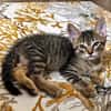 KOONS À ADOPTER EN DUO OU SEUL SI DÉJÀ UN CHAT PRÉSENT CHEZ VOUS