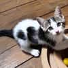 KEILOWA À ADOPTER EN DUO OU SEULE SI DÉJÀ UN CHAT PRÉSENT CHEZ VOUS