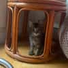 PUYU À ADOPTER EN DUO OU SEUL SI DÉJÀ UN CHAT PRÉSENT CHEZ VOUS
