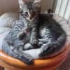 PUYU À ADOPTER EN DUO OU SEUL SI DÉJÀ UN CHAT PRÉSENT CHEZ VOUS