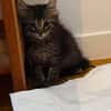 PUYU À ADOPTER EN DUO OU SEUL SI DÉJÀ UN CHAT PRÉSENT CHEZ VOUS