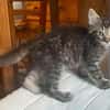 PUYU À ADOPTER EN DUO OU SEUL SI DÉJÀ UN CHAT PRÉSENT CHEZ VOUS