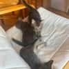 PUYU À ADOPTER EN DUO OU SEUL SI DÉJÀ UN CHAT PRÉSENT CHEZ VOUS