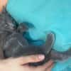 WINGU À ADOPTER EN DUO OU SEUL SI DÉJÀ UN CHAT PRÉSENT CHEZ VOUS