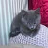 WINGU À ADOPTER EN DUO OU SEUL SI DÉJÀ UN CHAT PRÉSENT CHEZ VOUS