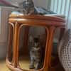 PILVI À ADOPTER EN DUO OU SEUL SI DÉJÀ UN CHAT PRÉSENT CHEZ VOUS