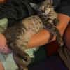 PILVI À ADOPTER EN DUO OU SEUL SI DÉJÀ UN CHAT PRÉSENT CHEZ VOUS