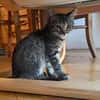 PILVI À ADOPTER EN DUO OU SEUL SI DÉJÀ UN CHAT PRÉSENT CHEZ VOUS