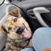 Sanfte Hundeomi KATE sucht ♥