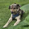 Sanfte Hundeomi KATE sucht ♥