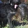 BODHI