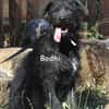 BODHI