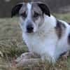 Liebevoller Hund REX sucht sein Zuhause!