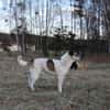 Liebevoller Hund REX sucht sein Zuhause!