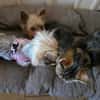 Yorkshirepaar Bruno und Luna