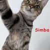 Simba und Karin