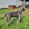 Sancho