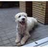 Wynston - Gnadenplatz gesucht!!