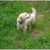 Wynston - Gnadenplatz gesucht!!