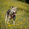 Pepito - junger toller Rüde