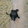 Hundekind sucht Bestplatz