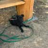 Hundekind sucht Bestplatz