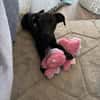 Hundekind sucht Bestplatz