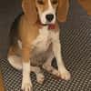 Lizzy - Zuhause sucht Zuhause auf Hof