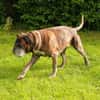 Dringend! Boxer Seniorin Zelda sucht