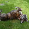 Dringend! Boxer Seniorin Zelda sucht