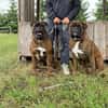 Boxer Brüder Alfred & Jambo suchen zusammen