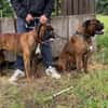 Boxer Brüder Alfred & Jambo suchen zusammen