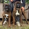 Boxer Brüder Alfred & Jambo suchen zusammen