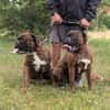 Boxer Brüder Alfred & Jambo suchen zusammen
