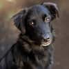 Bambo unser Herzenshund...
