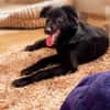 Bambo unser Herzenshund...