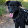 Bambo unser Herzenshund...