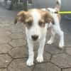 Milo - der freundliche Teamplayer