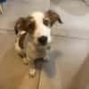 Milo - der freundliche Teamplayer