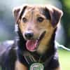 Salmo unser Seelenhund..