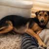 Salmo unser Seelenhund..