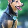 Salmo unser Seelenhund..