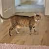 Seniorin IDA sucht Zuhause